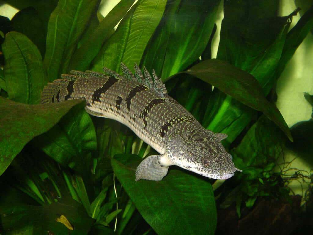 Imagem do Polypterus